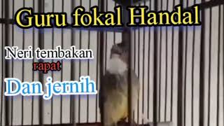 Cucak Jenggot Gacor Tembakan Super Rapat  Guru Vokal Pilihan Sang Juara