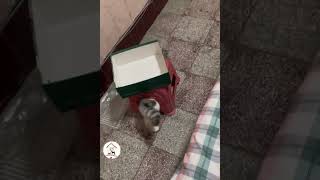 LOL, Cats Are So Funny & Cute Latest Funny Cats Shorts Videos  EPS1015  #cuteanimalshare