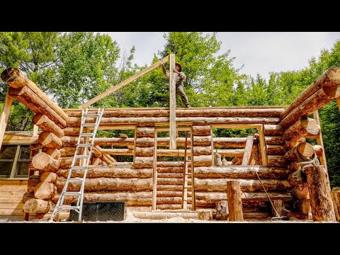 Building an Off Grid Log Cabin Alone in the Wilderness, Ep16 Completed Walls, Bears, Moose, Fawn