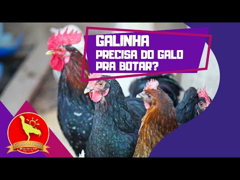 Vídeo: As galinhas precisam de galos para botar ovos?