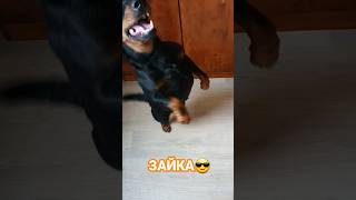 Рубик Зайка Ягдтерьер Jagdterrier 2 Года