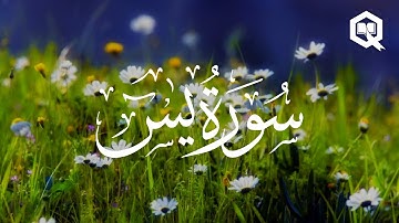 Surah Ya-Sin - Talha Alvi | سورة يس - طلحة علوي