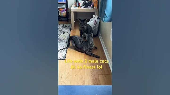 Watch the video about Life with 2 male cats. #dungka #brothers #cat #cuteanimal