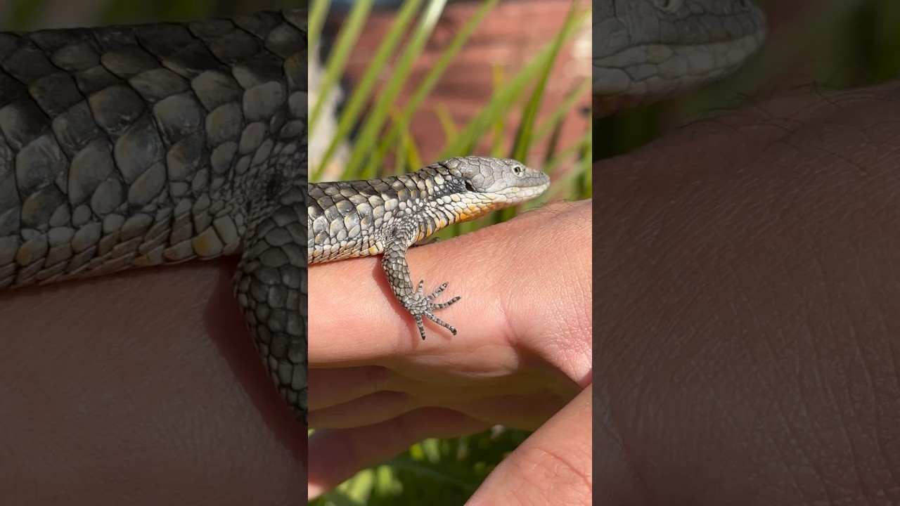 Beautiful scales on this Abronia Deppii🤎 