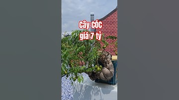 cây CÓC giá 7 tỷ mới bán