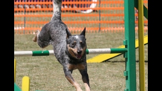 Australian Cattle Dog History, Personality, Health, Care