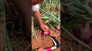 Chinese farmer harvest purple Onion #agriculture screenshot 5