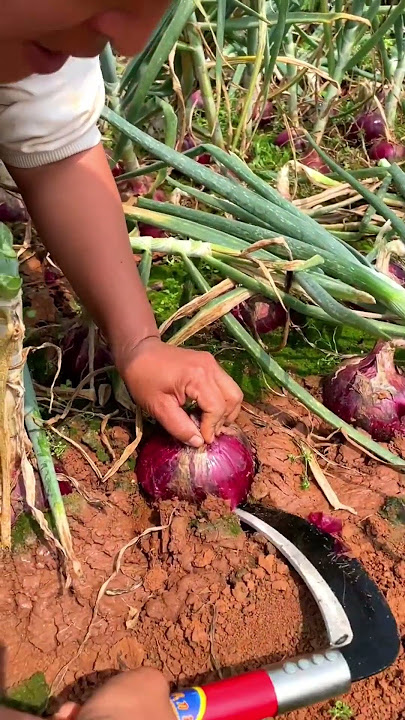 Chinese farmer harvest purple Onion #agriculture