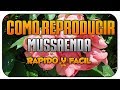 Como Reproducir Mussaenda por Acodo (esquejes)