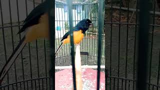 ciri khas murai batu borneo ciri khas murai batu borneo