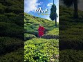 🍃 Mirik Tea Garden – Darjeeling Ki Sabse Haseen Wadiyan!. #Mirik #TeaGarden #Darjeeling #Mirik