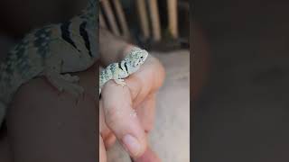 Baby Collared lizard.  #lizard #reptiles #reptileyoutuber