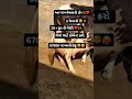 આ ગાય વેચવાની છે #cow #bhesh #sale #gujarat #2026 #youtube #sale #shorts