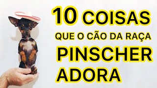 10 COIAS QUE O CÃO DA RAÇA PINSCHER ADORA | PINSCHER FILHOTES.