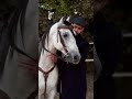 لازم تختار اللي هتركب معاه خيل ابعت رساله ابعتلك الرقم للتواصل طلعات خيل سقاره خيل عربي