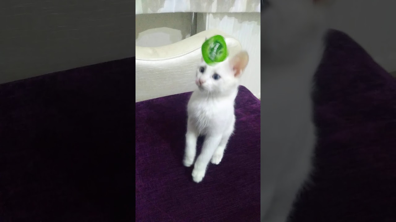 Boksör kedi (MİNİK) YouTube