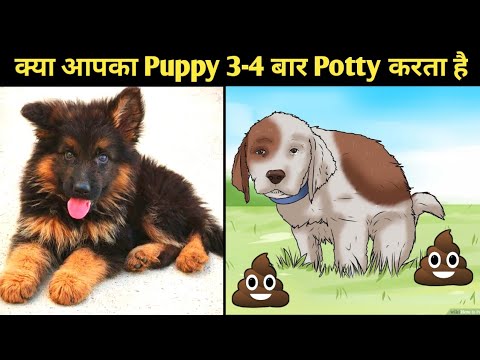 पिल्ला दिन में 3-4 बार पॉटी है || पॉटी ट्रेनिंग हिंदी में | वीटी असीमित जानकारी