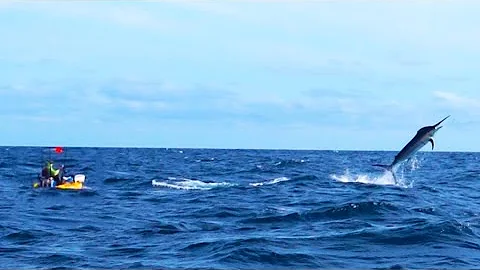 500-Pound Marlin Tows Kayak Fisherman 15 Miles Out...