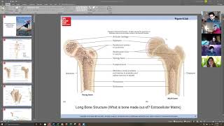 Anat 101 SP21 Chapter 6 Part 1: Bone Physiology