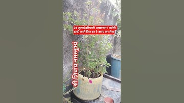 24 जुलाई सावन हरियाली अमावस्या#एक कटोरी हल्दी तिल का उपाय कर लेना# pandit Pradeep Mishra ji upay# 🕉️