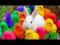 Ayam Lucu, Ayam Warna Warni, Ayam Rainbow Gokil, Kelinci, Kucing Lucu, Bebek, Hewan Lucu