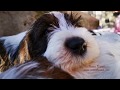 Petit Basset Griffon Vendeen - 7 week の動画、YouTube動画。