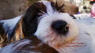 Petit Basset Griffon Vendeen  7 week