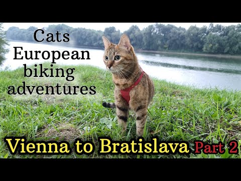 Nala cats European bike adventure: VIENNA to BRATISLAVA (part 2) 😻❤️