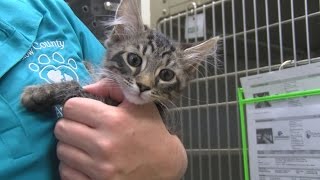 Play Pokemon Go, raise money for Onslow Co. animal shelter