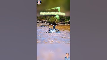 cảnh tượng thật cảm động ngựa vằn mẹ bảo vệ con qua sông bị cá sấu tấn công #thegioidongvat #shorts