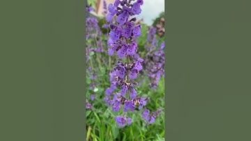 Catmint (catnip) herbal shrub
