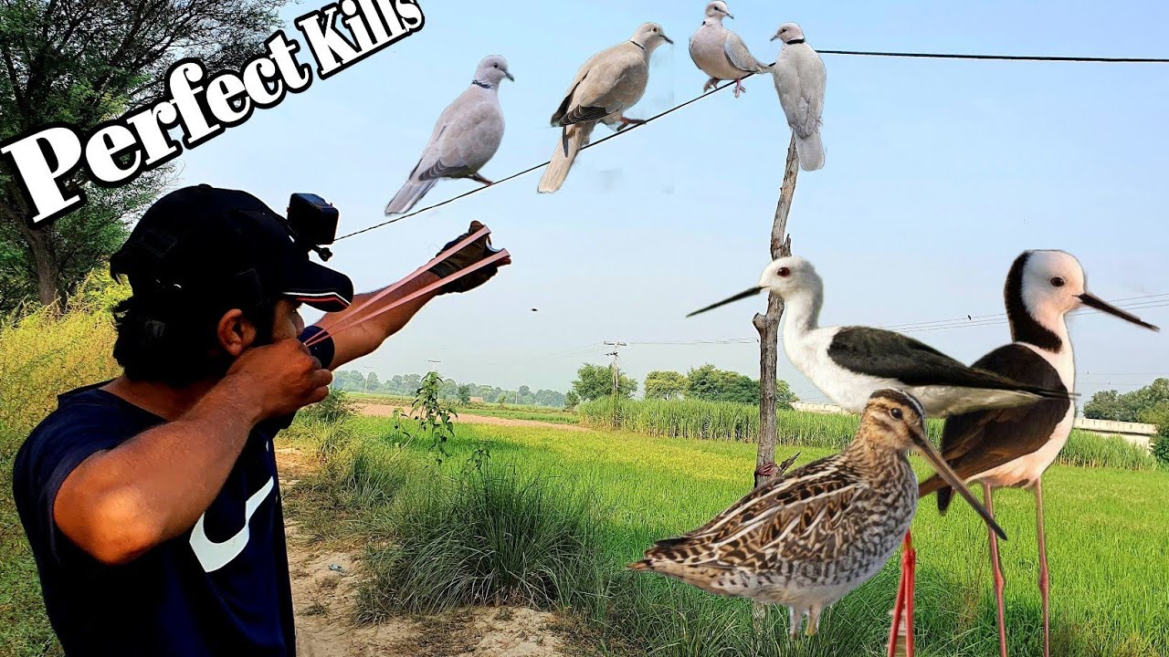 Best Birds Hunting with Slingshot New Video Slingshot Birds Hunting Season 2023 YouTube