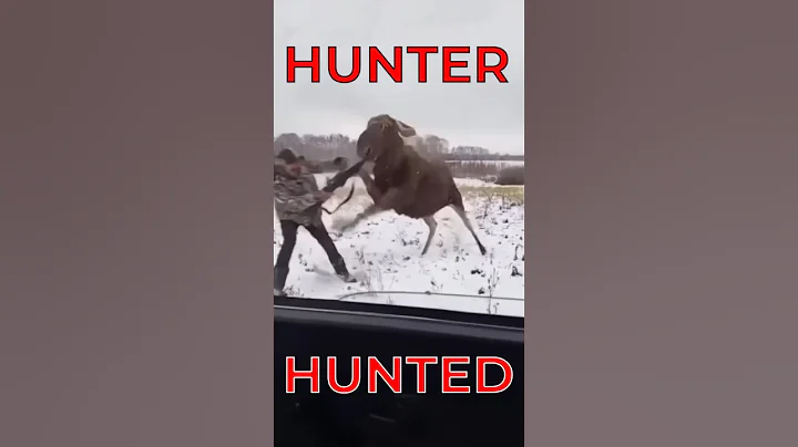 An angry moose attacked the hunters. This is exactly the definition of a hunter-hunted. #moose