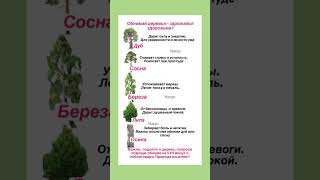 Деревья - целители!