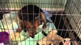 Sanctuary at Haafsville/ Sarah/Pet NationRenovation/Animal Planet