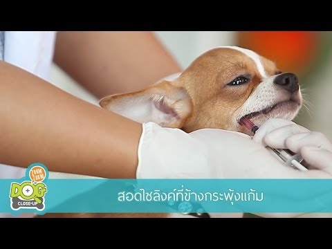 วิธีการป้อนยาน้องหมาอย่างถูกวิธีด้วยตัวเอง by Dogilike.com Ep. 5