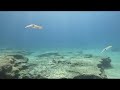 MUSAN - Ayia Napa Underwater Sculpture Museum - Diving - Squid sighting