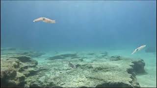 MUSAN - Ayia Napa Underwater Sculpture Museum - Diving - Squid sighting