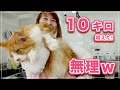【ムーミンちゃん】10キロオーバーの猫ちゃんが大きすぎて、もう無理ｗｗｗ【メインクーン】