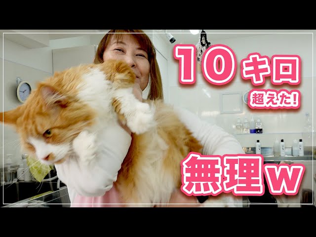 猫アダルト10キロ 猫アダルト10キロ 猫アダルト10キロ 猫アダルト10キロ セレクト猫