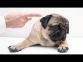 How To Discipline A Dog Effectively Without Punishment
