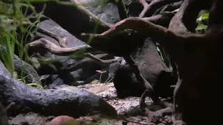 Elephant-nose Fish  | TheDeepHull