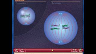 How Meiosis Works