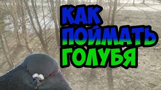 Как поймать голубя? Поймал!!!!