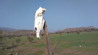 El Tué-Tué o Chonchón. Un brujo maligno de la zona rural de Chile.