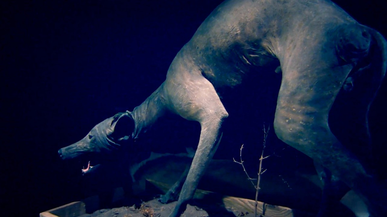 The Legendary Chupacabra DNA Mystery (2026)