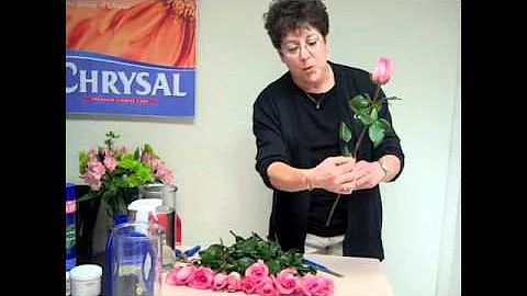 Master the Art of Rose Care: Tips for Handling and Hydrating Roses