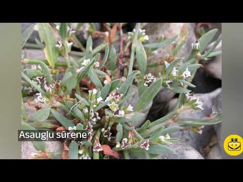 Video: Apbedījums – Sarkanajā grāmatā ierakstīts ērglis. Apbedījums: apraksts ar fotogrāfiju