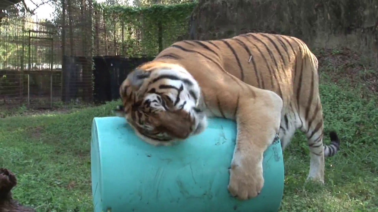 support groups near me Big Cat Rescue - Vacation Rotation!