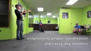 Puppy Socialization Class In Guelph